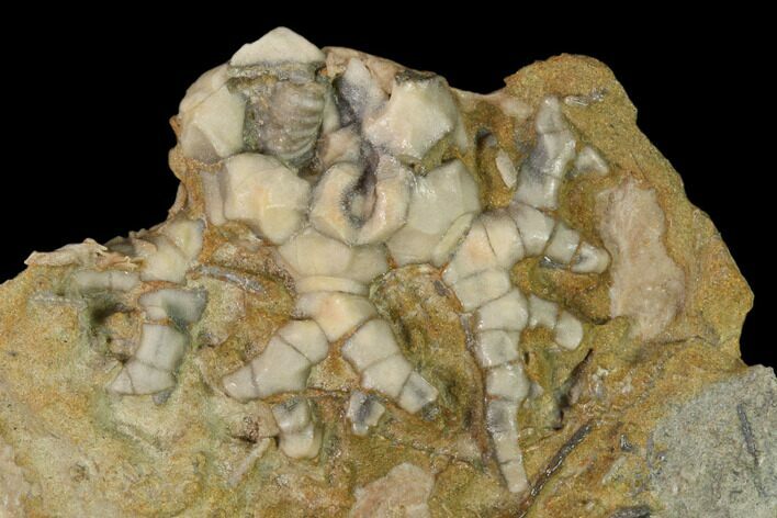 Fossil Crinoid (Cyathocrinites) - Crawfordsville, Indiana #149010